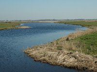 NL, Noord-Holland, Oostzaan, Polder Oostzaan 3, Saxifraga-Marijke Verhagen