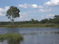 NL, Overijssel, Haaksbergen, Buurserzand 1, Saxifraga-Luc Hoogenstein