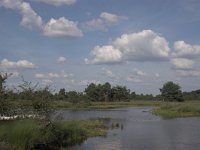 NL, Overijssel, Haaksbergen, Buurserzand 2, Saxifraga-Luc Hoogenstein