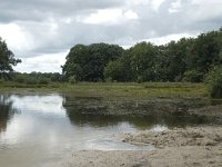 NL, Overijssel, Haaksbergen, Buurserzand, Buursermeertje 3, Saxifraga-Willem van Kruijsbergen