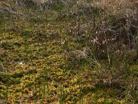 NL, Overijssel, Ommen, Besthemmer Ven 19, Saxifraga-Hans Boll