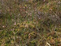 NL, Overijssel, Ommen, Besthemmer Ven 20, Saxifraga-Hans Boll