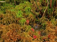 NL, Overijssel, Ommen, Besthemmer Ven 7, Saxifraga-Hans Boll