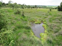 NL, Overijssel, Ommen, Lemelerberg 1, Saxifraga-Mark Zekhuis