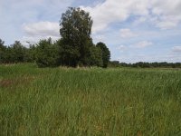 NL, Overijssel, Steenwijkerland, Kalenberg 2, Saxifraga-Hans Dekker