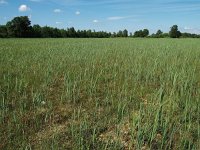 NL, Overijssel, Steenwijkerland, Weerribben 13, Saxifraga-Hans Dekker