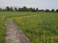 NL, Overijssel, Steenwijkerland, Weerribben 22, Saxifraga-Hans Dekker