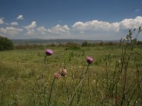 GR, Kentrikí Makedhonía, Volvi, Limni Koroneia 5, Saxifraga-Dirk Hilbers