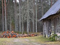 LV, Kurzeme, Talsu novads, Sliteres nacionalais parks 5, Saxifraga-Tom Heijnen