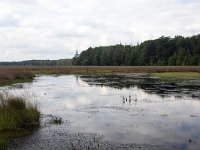 Mere on heath of Grolloo Forest; Drenthe, Netherlands  Mere on heath of Grolloo Forest; Drenthe, Netherlands : mere, lake, water, heath, heather, Drenthe, Netherlands, Europe, european, Dutch, nature, natural, rural landscape, rural, rural scene, non-urban scene, tree, trees, heathland, summer, summertime, outside, outdoor, outdoors, no people, nobody, nature reserve, sky, cloudy, clouds, reflection, mirror, mirroring, grolloo forest