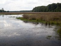 Mere on heath of Grolloo Forest; Drenthe, Netherlands  Mere on heath of Grolloo Forest; Drenthe, Netherlands : mere, lake, water, heath, heather, Drenthe, Netherlands, Europe, european, Dutch, nature, natural, rural landscape, rural, rural scene, non-urban scene, tree, trees, heathland, summer, summertime, outside, outdoor, outdoors, no people, nobody, nature reserve, sky, cloudy, clouds, reflection, mirror, mirroring, grolloo forest