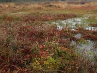 NL, Drenthe, Aa en Hunze, Drentsche Aa 135, Saxifraga-Hans Boll