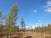 NL, Drenthe, Aa en Hunze, Tweelingen boswachterij 4, Saxifraga-Hans Dekker