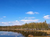 NL, Drenthe, Aa en Hunze, Tweelingen boswachterij 6, Saxifraga-Hans Dekker