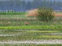 NL, Drenthe, Borger-Odoorn, LOFAR 15, Saxifraga-Hans Dekker