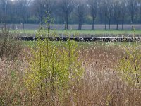 NL, Drenthe, Borger-Odoorn, LOFAR 8, Saxifraga-Hans Dekker