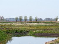 NL, Drenthe, Borger-Odoorn, Paardetange Buinen 1, Saxifraga-Hans Dekker