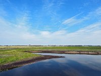 NL, Drenthe, Borger-Odoorn, Paardetange Buinen 2, Saxifraga-Hans Dekker