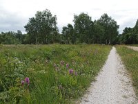 NL, Drenthe, Noordenveld, Fochteloerveen 10, Saxifraga-Hans Dekker