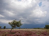 NL, Drenthe, Noordenveld, Fochteloerveen 22, Saxifraga-Hans Dekker