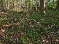 NL, Drenthe, Noordenveld, Nietap 11, Saxifraga-Hans Dekker