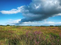 NL, Drenthe, Tynaarlo, Osbroeken 38, Saxifraga-Hans Dekker