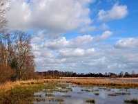 NL, Drenthe, Westerveld, Achterlandseveen 1, Saxifraga-Hans Dekker