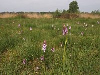 NL, Drenthe, Westerveld, Havelterberg 49, Saxifraga-Hans Dekker