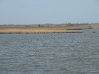 NL, Flevoland, Lelystad, Oostvaardersplassen 100, Saxifraga-Willem van Kruijsbergen