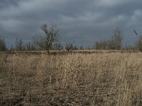 NL, Flevoland, Lelystad, Oostvaardersplassen 12, Saxifraga-Willem van Kruijsbergen