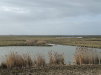 NL, Flevoland, Lelystad, Oostvaardersplassen 29, Saxifraga-Willem van Kruijsbergen