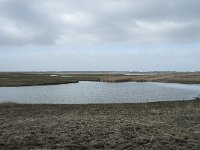 NL, Flevoland, Lelystad, Oostvaardersplassen 33, Saxifraga-Willem van Kruijsbergen