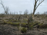 NL, Flevoland, Lelystad, Oostvaardersplassen 37, Saxifraga-Willem van Kruijsbergen