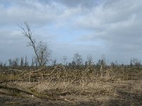 NL, Flevoland, Lelystad, Oostvaardersplassen 42, Saxifraga-Willem van Kruijsbergen