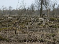 NL, Flevoland, Lelystad, Oostvaardersplassen 43, Saxifraga-Willem van Kruijsbergen