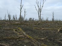 NL, Flevoland, Lelystad, Oostvaardersplassen 44, Saxifraga-Willem van Kruijsbergen