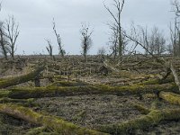 NL, Flevoland, Lelystad, Oostvaardersplassen 45, Saxifraga-Willem van Kruijsbergen