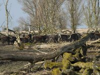 NL, Flevoland, Lelystad, Oostvaardersplassen 57, Saxifraga-Willem van Kruijsbergen