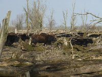 NL, Flevoland, Lelystad, Oostvaardersplassen 60, Saxifraga-Willem van Kruijsbergen