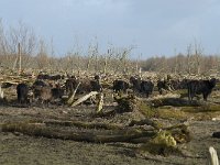 NL, Flevoland, Lelystad, Oostvaardersplassen 63, Saxifraga-Willem van Kruijsbergen