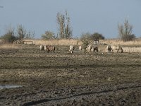 NL, Flevoland, Lelystad, Oostvaardersplassen 71, Saxifraga-Willem van Kruijsbergen