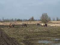 NL, Flevoland, Lelystad, Oostvaardersplassen 72, Saxifraga-Willem van Kruijsbergen