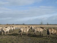 NL, Flevoland, Lelystad, Oostvaardersplassen 80, Saxifraga-Willem van Kruijsbergen