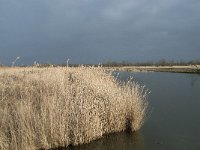 NL, Flevoland, Lelystad, Oostvaardersplassen 92, Saxifraga-Willem van Kruijsbergen