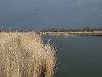 NL, Flevoland, Lelystad, Oostvaardersplassen 95, Saxifraga-Willem van Kruijsbergen