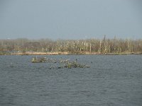 NL, Flevoland, Lelystad, Oostvaardersplassen 98, Saxifraga-Willem van Kruijsbergen