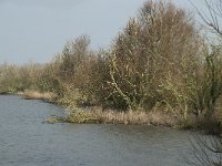 NL, Flevoland, Lelystad, Oostvaardersplassen 99, Saxifraga-Willem van Kruijsbergen