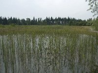 NL, Flevoland, Noordoostpolder, Kuinderbos, 2, Saxifraga-Willem van Kruijsbergen