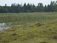 NL, Flevoland, Noordoostpolder, Kuinderbos, 3, Saxifraga-Willem van Kruijsbergen