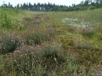 NL, Flevoland, Noordoostpolder, Kuinderbos, 4, Saxifraga-Willem van Kruijsbergen